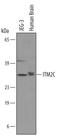Integral Membrane Protein 2C antibody, AF4904, R&D Systems, Western Blot image 