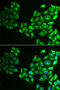 CAMP Responsive Element Binding Protein 3 antibody, 22-318, ProSci, Immunofluorescence image 