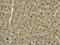RAB20, Member RAS Oncogene Family antibody, GTX119559, GeneTex, Immunohistochemistry paraffin image 