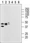 P2Y purinoceptor 14 antibody, TA328671, Origene, Western Blot image 