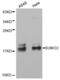 Small Ubiquitin Like Modifier 2 antibody, MBS128041, MyBioSource, Western Blot image 