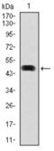 Hsp86 antibody, abx010952, Abbexa, Western Blot image 