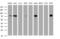 Zinc Finger And SCAN Domain Containing 18 antibody, MA5-26120, Invitrogen Antibodies, Western Blot image 