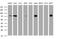 Zinc Finger And SCAN Domain Containing 18 antibody, MA5-26120, Invitrogen Antibodies, Western Blot image 