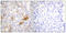 Integrin Subunit Beta 1 antibody, LS-C199123, Lifespan Biosciences, Immunohistochemistry frozen image 