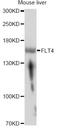 Fms Related Tyrosine Kinase 4 antibody, STJ27572, St John