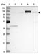 HECT And RLD Domain Containing E3 Ubiquitin Protein Ligase 3 antibody, PA5-58683, Invitrogen Antibodies, Western Blot image 