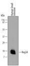 Regenerating Family Member 3 Alpha antibody, MAB5965, R&D Systems, Western Blot image 