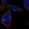 CUB and zona pellucida-like domain-containing protein 1 antibody, NBP2-56339, Novus Biologicals, Immunofluorescence image 