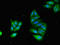 Podocalyxin Like antibody, LS-C318527, Lifespan Biosciences, Immunofluorescence image 