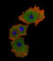 MADH9 antibody, LS-C161303, Lifespan Biosciences, Immunofluorescence image 