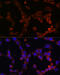 Aquaporin 1 (Colton Blood Group) antibody, 15-840, ProSci, Immunofluorescence image 