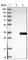 THAP Domain Containing 6 antibody, HPA035767, Atlas Antibodies, Western Blot image 