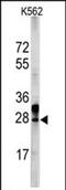 ES Cell Expressed Ras antibody, PA5-71907, Invitrogen Antibodies, Western Blot image 
