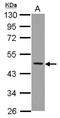 Neutrophil Cytosolic Factor 1 antibody, NBP2-19487, Novus Biologicals, Western Blot image 