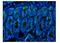 Basigin (Ok Blood Group) antibody, A00248-3, Boster Biological Technology, Immunofluorescence image 