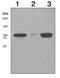 SATB Homeobox 1 antibody, ab109122, Abcam, Western Blot image 