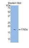 Retinol Binding Protein 7 antibody, LS-C296257, Lifespan Biosciences, Western Blot image 