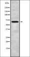 Solute Carrier Family 6 Member 20 antibody, orb338722, Biorbyt, Western Blot image 