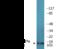 Protein Phosphatase 1 Regulatory Inhibitor Subunit 14A antibody, EKC2381, Boster Biological Technology, Western Blot image 