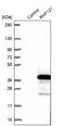 Ring Finger Protein 121 antibody, NBP1-92339, Novus Biologicals, Western Blot image 