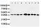 Aminoacyl TRNA Synthetase Complex Interacting Multifunctional Protein 2 antibody, LS-C312637, Lifespan Biosciences, Western Blot image 