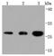 Tyrosine 3-Monooxygenase/Tryptophan 5-Monooxygenase Activation Protein Theta antibody, NBP2-67845, Novus Biologicals, Western Blot image 