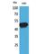 Serpin Family A Member 4 antibody, LS-C386974, Lifespan Biosciences, Western Blot image 