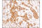 Glycogen Synthase Kinase 3 Beta antibody, 12456T, Cell Signaling Technology, Immunohistochemistry paraffin image 