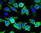 Stathmin 1 antibody, NBP2-67169, Novus Biologicals, Immunocytochemistry image 