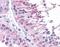 Cell Division Cycle 23 antibody, orb89874, Biorbyt, Immunohistochemistry paraffin image 