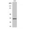Olfactory Receptor Family 2 Subfamily T Member 1 antibody, LS-B14257, Lifespan Biosciences, Western Blot image 