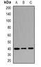 Ribonucleic Acid Export 1 antibody, orb341157, Biorbyt, Western Blot image 