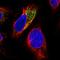 5-Phosphohydroxy-L-Lysine Phospho-Lyase antibody, HPA063608, Atlas Antibodies, Immunofluorescence image 