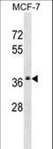 Mitochondrial Ribosomal Protein L2 antibody, LS-C158299, Lifespan Biosciences, Western Blot image 