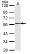 Serine/Threonine Kinase 26 antibody, PA5-21866, Invitrogen Antibodies, Western Blot image 
