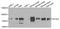 Histidyl-TRNA Synthetase 2, Mitochondrial antibody, orb373764, Biorbyt, Western Blot image 