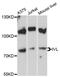 Involucrin antibody, MBS9128434, MyBioSource, Western Blot image 