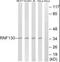 Ring Finger Protein 130 antibody, PA5-39562, Invitrogen Antibodies, Western Blot image 