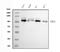 Ubiquitin Protein Ligase E3A antibody, M00582-2, Boster Biological Technology, Western Blot image 
