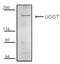 Uggt antibody, A10212, Boster Biological Technology, Western Blot image 