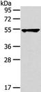 Tripartite Motif Containing 10 antibody, PA5-50807, Invitrogen Antibodies, Western Blot image 