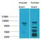 Calcium Voltage-Gated Channel Auxiliary Subunit Alpha2delta 3 antibody, STJ97557, St John