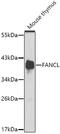 FA Complementation Group L antibody, GTX64576, GeneTex, Western Blot image 