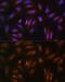 Nuclear Receptor Binding Factor 2 antibody, GTX54585, GeneTex, Immunocytochemistry image 