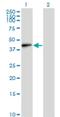 Elastin Microfibril Interfacer 1 antibody, H00011117-M01, Novus Biologicals, Western Blot image 