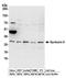Syntaxin-6 antibody, A304-397A, Bethyl Labs, Western Blot image 