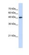 Ubiquitin Protein Ligase E3 Component N-Recognin 7 (Putative) antibody, orb325080, Biorbyt, Western Blot image 