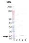 Prostaglandin E Synthase 3 antibody, A04136, Boster Biological Technology, Western Blot image 