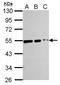 Tubulin antibody, LS-C185395, Lifespan Biosciences, Western Blot image 